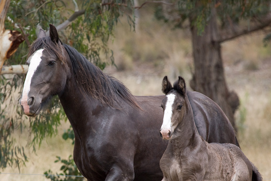 Horse Society Australia