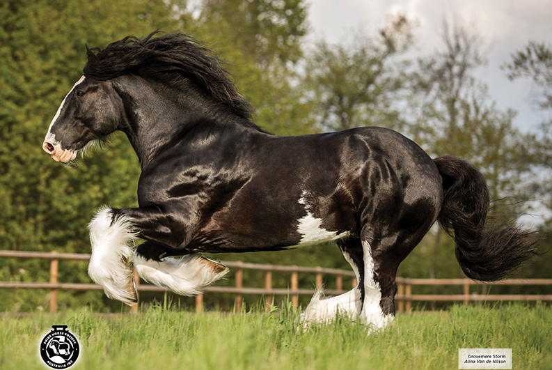 Shire Horse Society of Australia